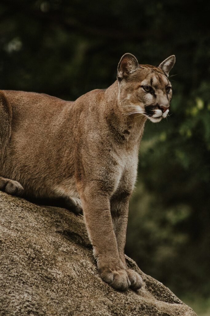 Cougar Mountain Zoo